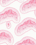 Pastel Pink Amorphous Swirls Rug