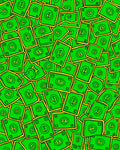 Green Wavy Money Pattern Rug