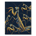Golden Mantis Blue Entomology Illustration Rug
