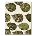 Sleeping Tabby Cat All Over Rug